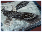 Mink_Blankets